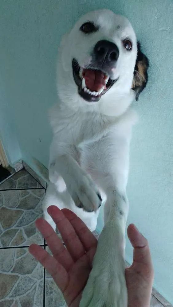Cachorro ra a Border collie idade 7 a 11 meses nome Pig