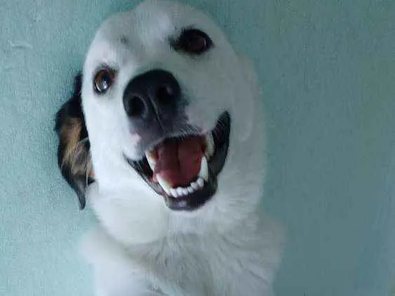 Cachorro ra a Border collie idade 7 a 11 meses nome Pig