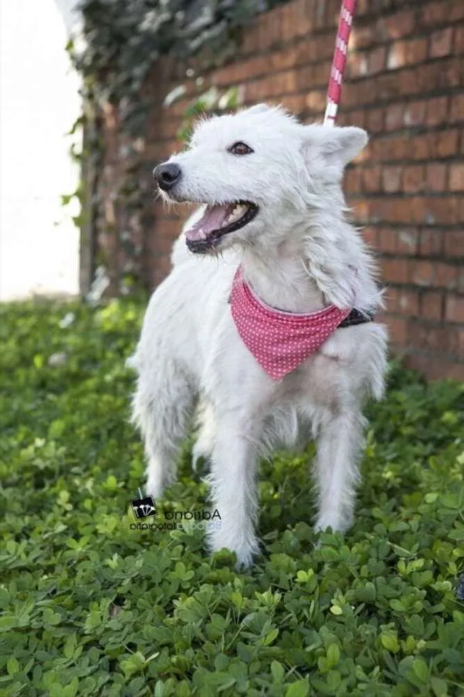 Cachorro ra a SRD idade 5 anos nome Princesa