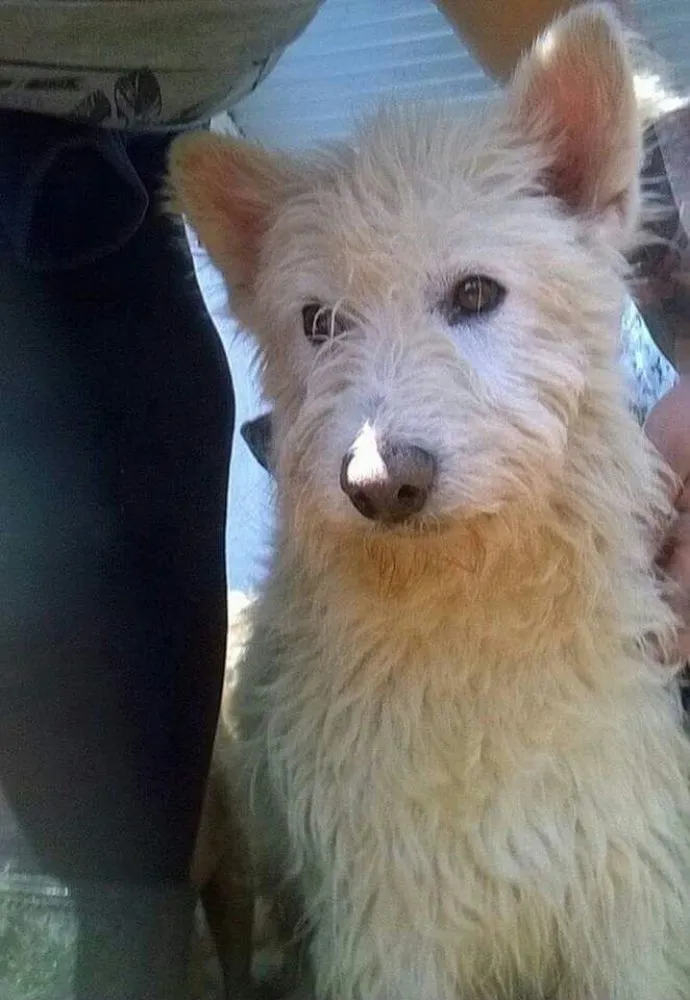 Cachorro ra a SRD idade 5 anos nome Princesa