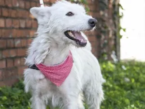 Cachorro raça SRD idade 5 anos nome Princesa