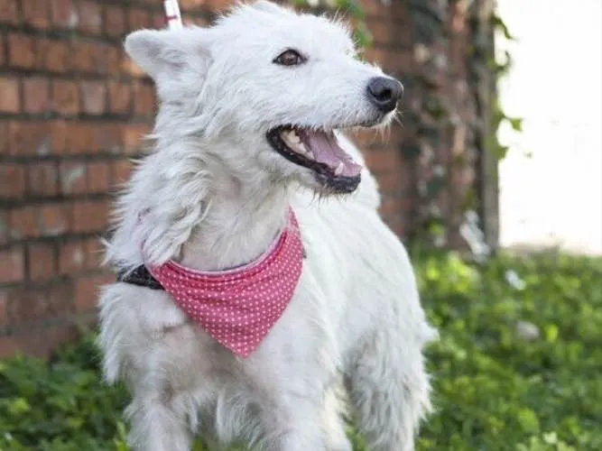 Cachorro ra a SRD idade 5 anos nome Princesa