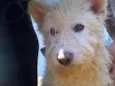 Princesa