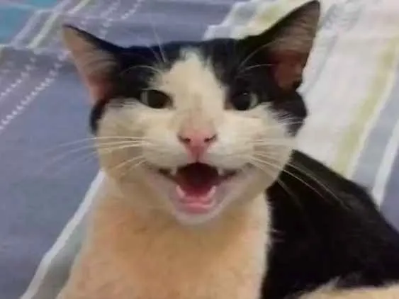 Gato ra a Viralata idade 2 anos nome Tom