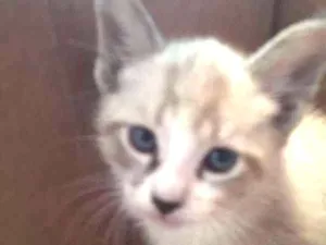 Gato raça sem raça definida idade 2 a 6 meses nome gatinho