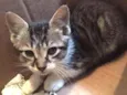 gatinho
