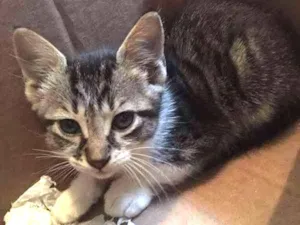 Gato raça sem raça definida idade 2 a 6 meses nome gatinho