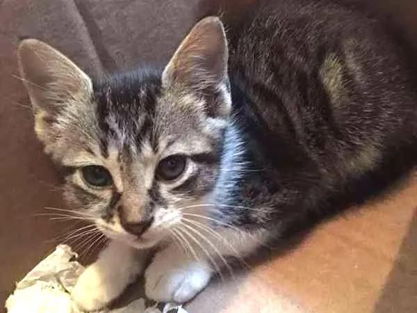 Gato ra a sem raça definida idade 2 a 6 meses nome gatinho