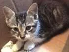 Gato raça sem raça definida idade 2 a 6 meses nome gatinho