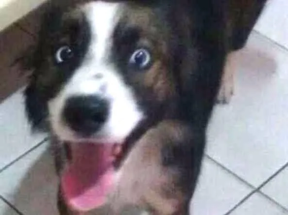 Cachorro ra a Mix de Border Collie idade 2 anos nome Border