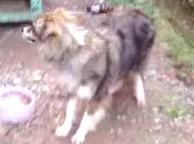 Cachorro raça vira-lata idade 1 ano nome Anabel