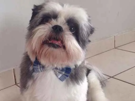 Cachorro ra a Shitzu idade 6 ou mais anos nome Jimmy