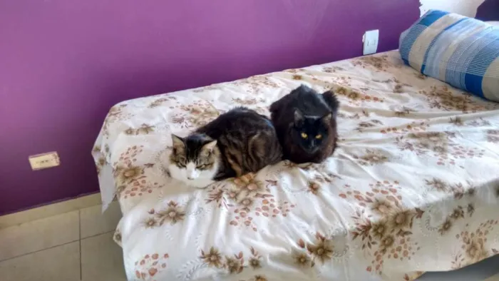 Gato ra a SRD idade 1 ano nome Olivier e Pierre