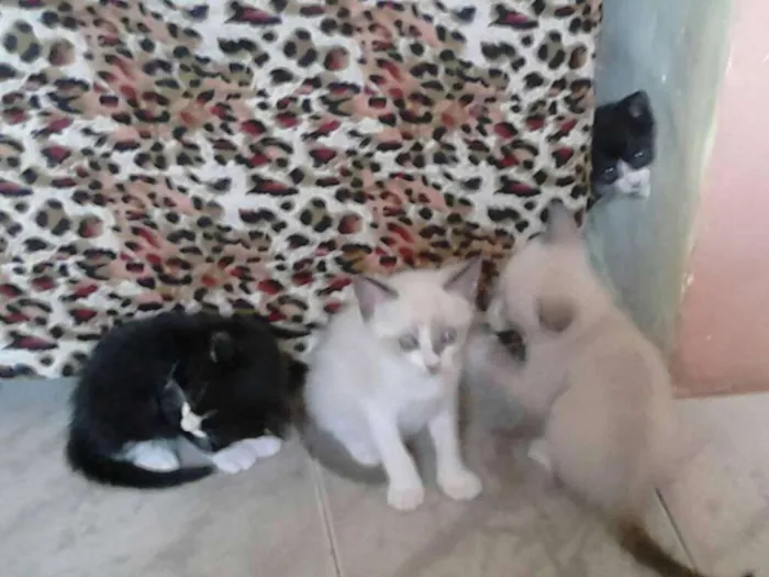 Gato raça nao identificada  idade Abaixo de 2 meses nome nao tem 