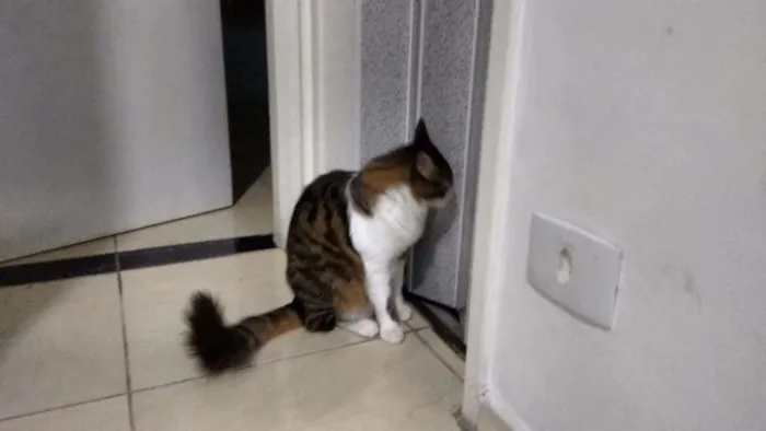 Gato ra a SRD idade 1 ano nome Olivier e Pierre
