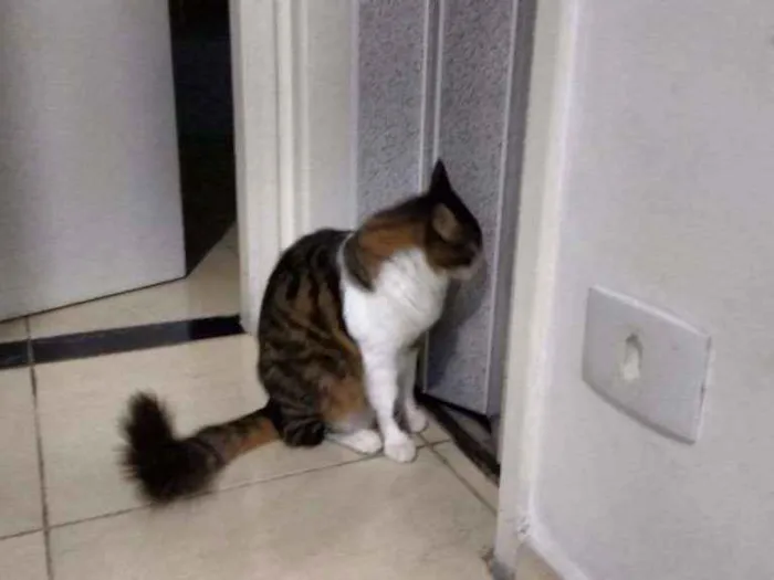Gato ra a SRD idade 1 ano nome Olivier e Pierre