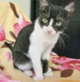 CARLOTINHA