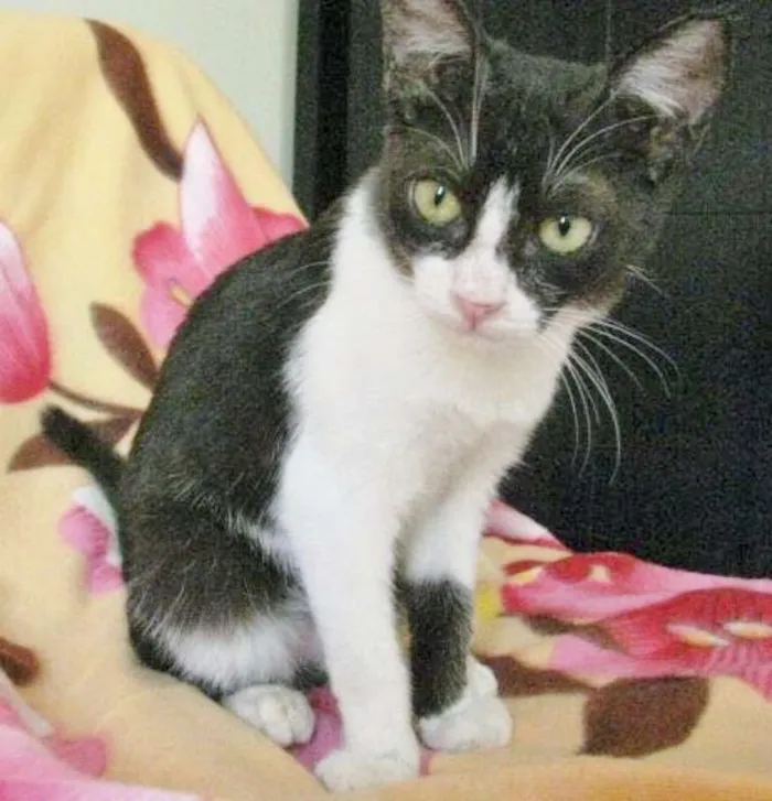 Gato ra a SRD idade 2 a 6 meses nome CARLOTINHA