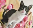 CARLOTINHA