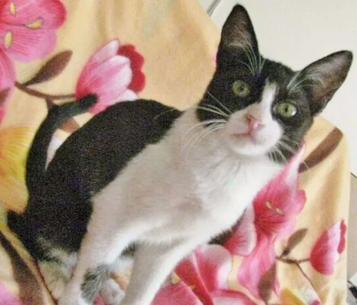 Gato ra a SRD idade 2 a 6 meses nome CARLOTINHA
