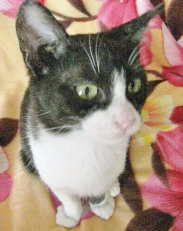 Gato ra a SRD idade 2 a 6 meses nome CARLOTINHA