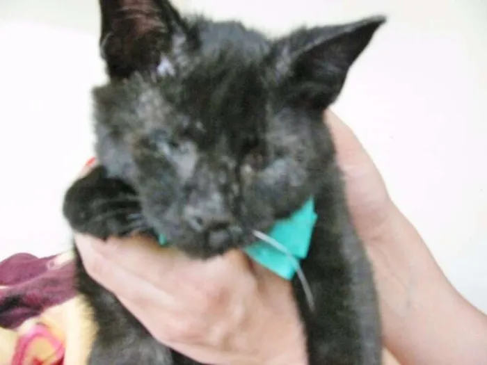 Gato ra a SRD idade 2 a 6 meses nome FRED