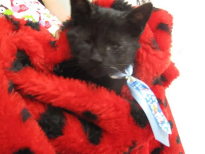 Gato ra a SRD idade 2 a 6 meses nome FRED