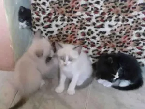 Gato raça nao identificada  idade Abaixo de 2 meses nome nao tem 