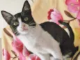 CARLOTINHA