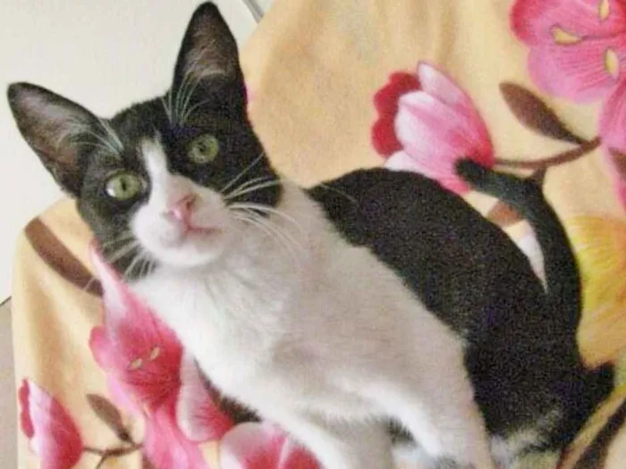 Gato ra a SRD idade 2 a 6 meses nome CARLOTINHA