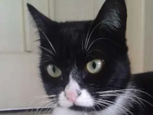 Gato raça Vira-lata idade 2 anos nome Sasha