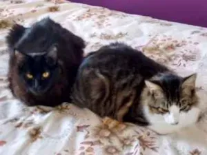 Gato raça SRD idade 1 ano nome Olivier e Pierre
