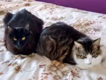Gato ra a SRD idade 1 ano nome Olivier e Pierre