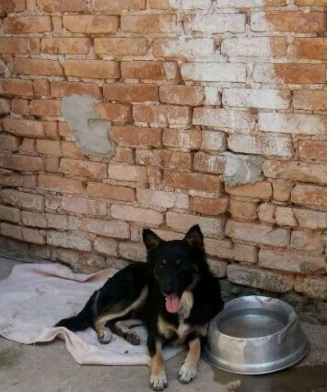 Cachorro ra a SRD idade 1 ano nome Tom
