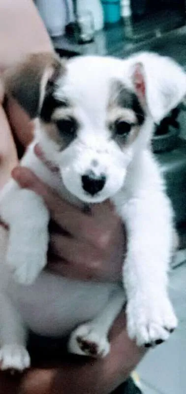 Cachorro ra a SRD idade Abaixo de 2 meses nome Filhotinha