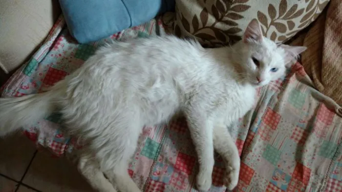 Gato ra a SRD idade 1 ano nome Mingau