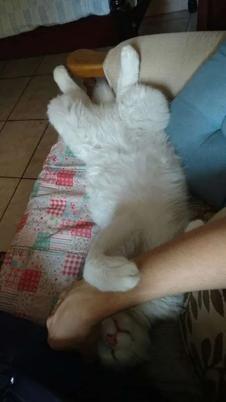 Gato ra a SRD idade 1 ano nome Mingau