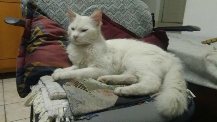 Gato ra a SRD idade 1 ano nome Mingau
