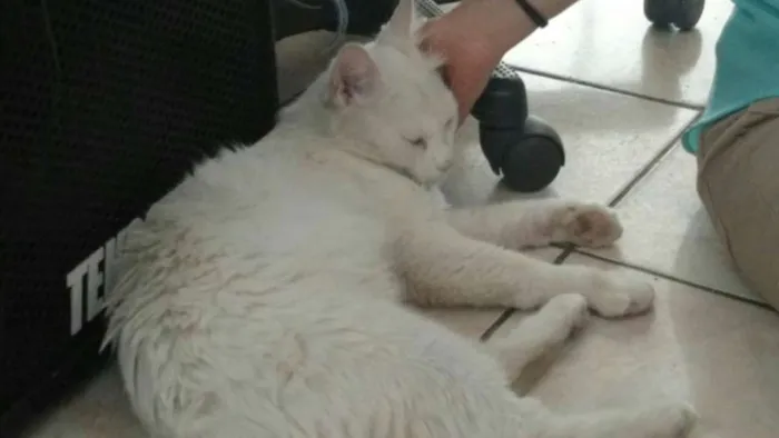 Gato ra a SRD idade 1 ano nome Mingau