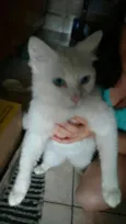 Mingau