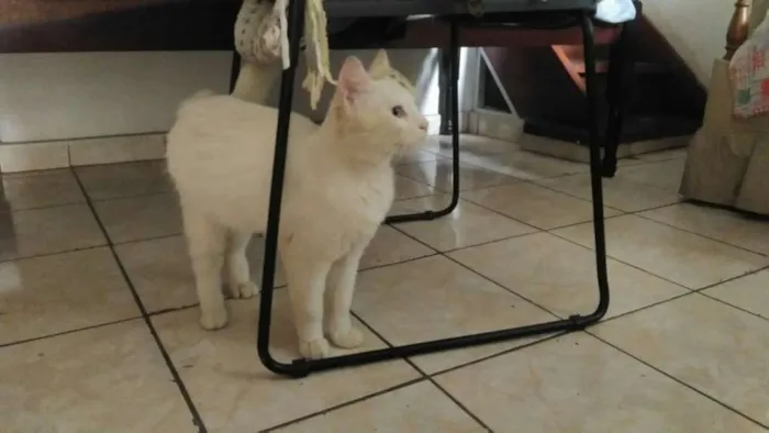 Gato ra a SRD idade 1 ano nome Mingau