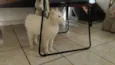 Mingau