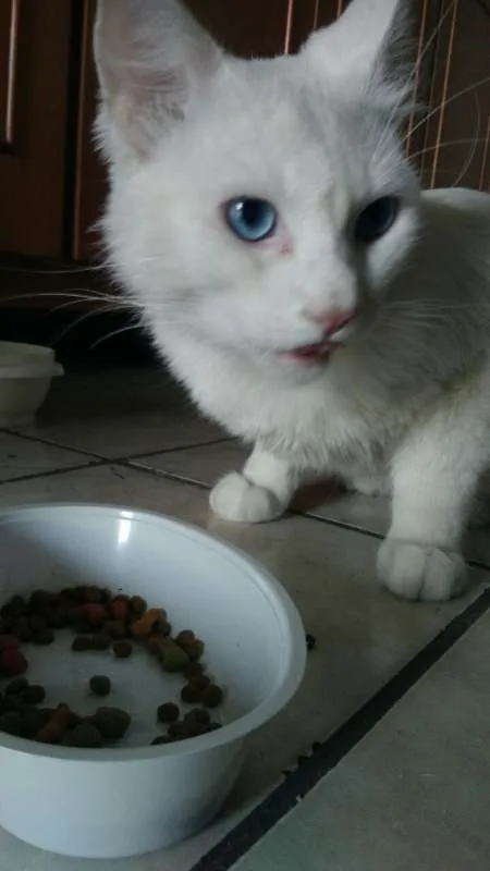 Gato ra a SRD idade 1 ano nome Mingau