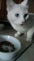Mingau