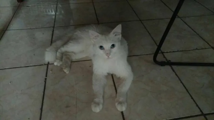 Gato ra a SRD idade 1 ano nome Mingau
