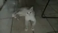 Mingau