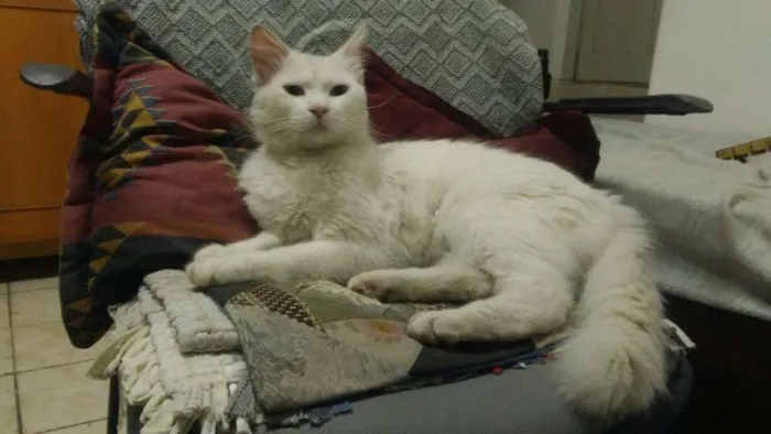 Gato ra a SRD idade 1 ano nome Mingau