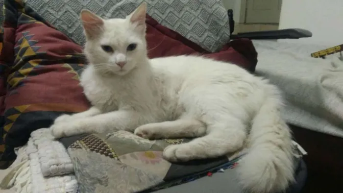 Gato ra a SRD idade 1 ano nome Mingau