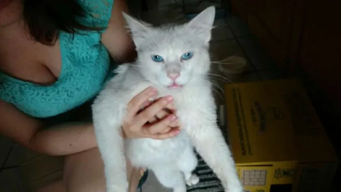 Gato ra a SRD idade 1 ano nome Mingau