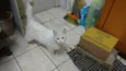 Mingau